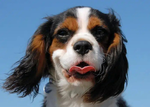Raw Dog Food for a Cavalier King Charles Spaniel
