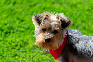 Is Raw Dog Food Safe? A Comprehensive Guide to Feeding Your Dog Raw Meat