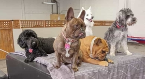Christchurch's Premier Small Doggy Daycare