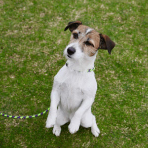 Products: Puppy and Dog Training Classes at Kuri in Christchurch