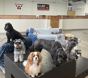 Best Doggy Daycare in Christchurch: Kuri City, Wag Doggy Daycare, Park Avon + Do&hellip;