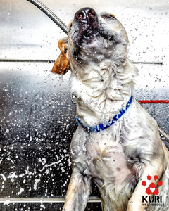 Full Groom in Christchurch
