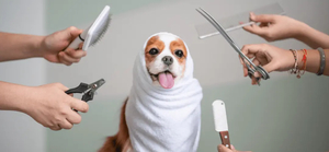 Expert Dog Grooming Services at KURI City Christchurch