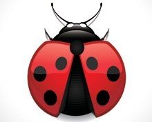 Products: Ladybugs Supporting NZ Made Gardening