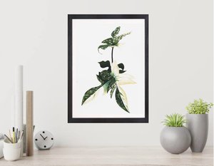Gift Ideas Under $50 NZ Made Ladybugs Marketplace: Florida Ghost Botanical Print