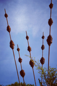 Rusty Kakano Seed Pods Corten Steel