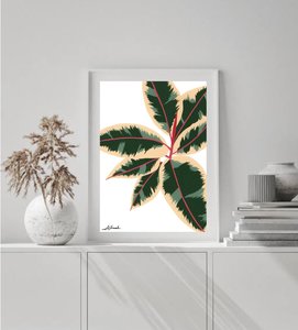 Ficus Ruby Print