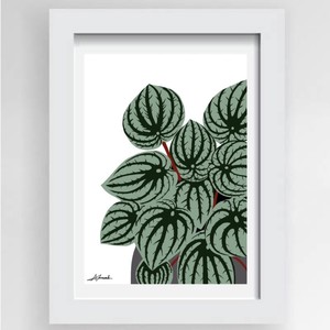 Watermelon Peperomia Print