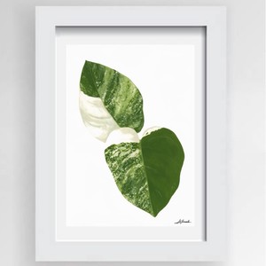 Baby Monstera Print