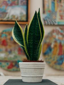 Snake Plant Mother In Law Tongue