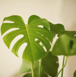 Monstera Deliciosa