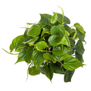 Garden Centre: Philodendron Cordatum Heart Leaf