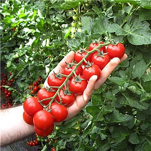 Pomodoro Cherry Tomato Plant