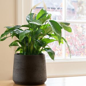 Peace Lily Air Purifying Plant