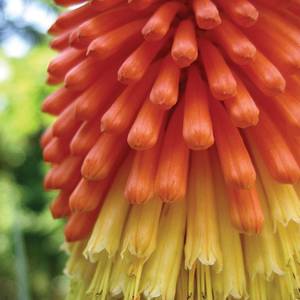 Red Hot Poker Kniphofia