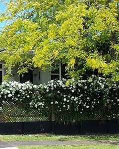 Gleditsia Tree Sunburst