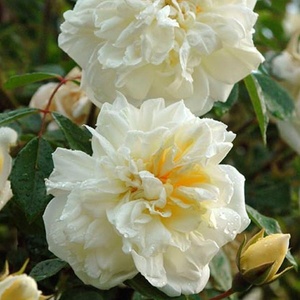 Alberic Barbier 1900’s Rambling Rose