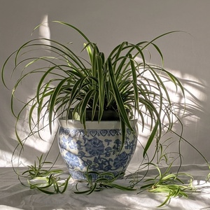 Spider Plant Air Purifying Plant
