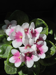 African Violet Pink & White