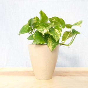 Garden Centre: Golden Pothos Epipremnum aureum