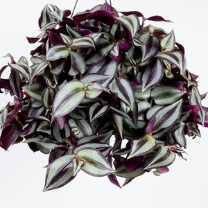 Garden Centre: Tradescantia Zebrina