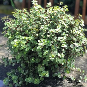 Garden Centre: Green Bubbles Callisia Repens