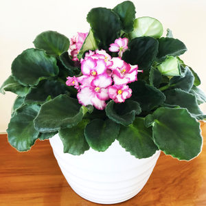 Garden Centre: African Violet