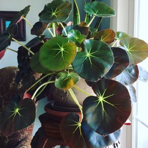 Beefsteak Begonia Erythrophylla
