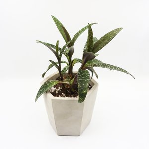 Silver Squill Ledebouria Socialis