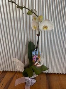 Products: Mini Orchid Plant - La Fleur
