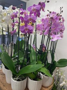 Products: Phalaenopsis Orchid in Ceramic Pot - La Fleur