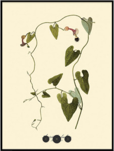 Art 1: Black Framed Botanical Prints
