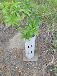 General: Ecoshield Plant Guards