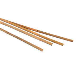 Kiwi Cane Bamboo Stakes