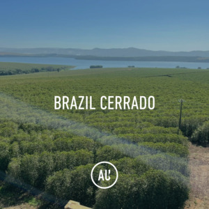 Full Size Bags: Brazil Cerrado NY 2/3 14/16 60kg