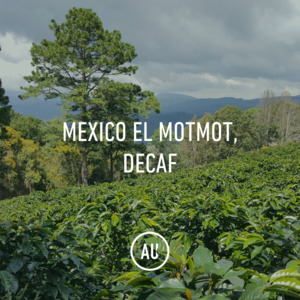 Full Size Bags: Mexico El Motmot Mountain Water Decaf 30kg