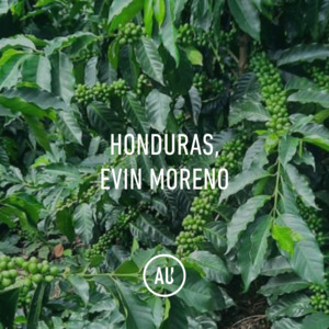 Honduras Evin Moreno SL28 Washed 35kg GP