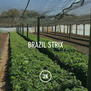 Brazil Strix 15/18 Natutal 60kg GP