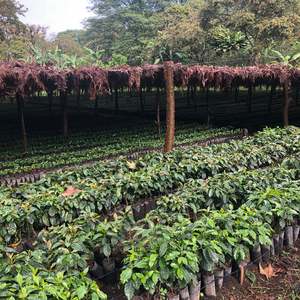 Core Offer List: Santa Rosa