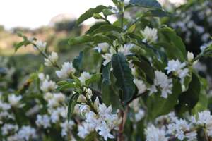 Dumerso Yirgacheffe