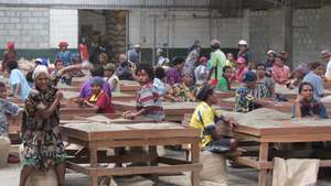 Green Coffee Beans- PNG Western Highlands B 1kg