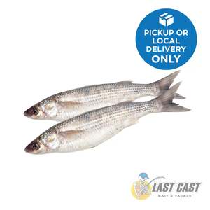 Bait: LAST CAST - WHOLE GREY MULLET BAIT FROZEN TWIN PACK