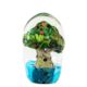 Pohutukawa Tree Paperweight