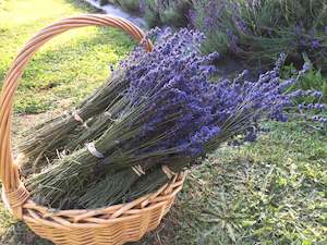 Lavandula Angustifolia: Lavender Dried Flowers - Lavandula Angustifolia (Pacific Blue)