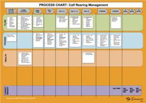 Calf rearing flow process chart