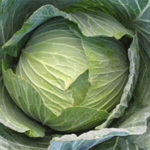 Chinese Cabbage – Bonsai