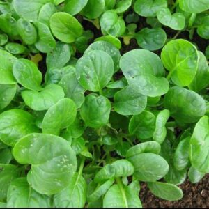 Kale – Purple Curl
