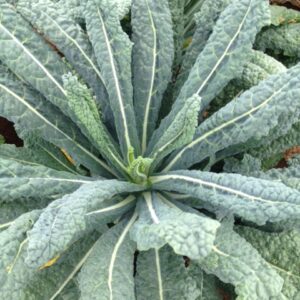 Tatsoi