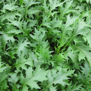 Kale – Cavolo Nero