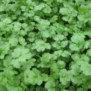Parsley Italian – CAROUSEL